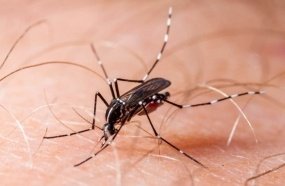 Brasil já tem 391 mortes por dengue em 2024