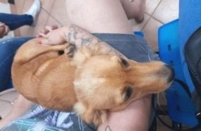 Motociclista é presa após ser flagrada arremessando cachorra em ribanceira 