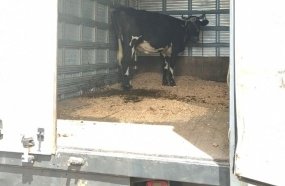 Polícia Rodoviária flagra vaca sendo transportada de forma irregular 