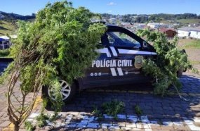 Polícia Civil apreende pé de maconha com 2,5 metros em SC