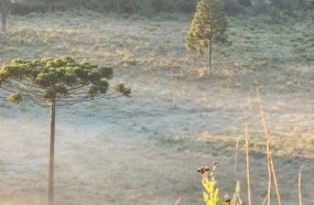 Santa Catarina amanhece com geada e temperaturas próximas a 0ºC