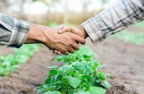 Produtores podem renegociar dívidas do crédito rural até dia 31 de maio