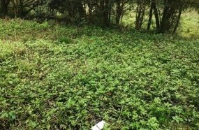 Corpo em estado de decomposição é encontrado em Herval d´Oeste