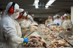 Santa Catarina alcança melhor desempenho do ano na exportação de carnes