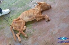 Jovem é presa por maus-tratos após cachorro ser encontrado morto