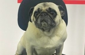 Polícia Civil recupera cachorra após homem enviar vídeo exigindo recompensa 