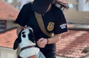 Polícia Civil lança portal para adoção de animais resgatados