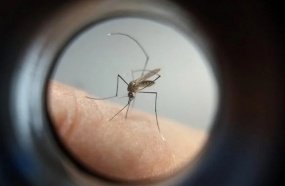 Já foram confirmadas 272 mortes por dengue em Santa Catarina 