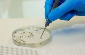 Santa Catarina acompanha investigação sobre óbito suspeito de Febre Oropouche