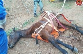 Bombeiros montam operação para resgatar cavalo que caiu em ribanceira