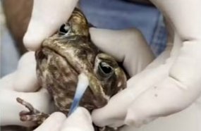 Sapo é resgatado após ter a boca colada em Santa Catarina 