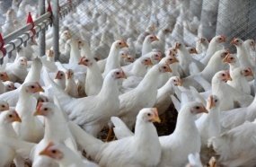 Avicultura de SC é referência na exportação e produção de frangos, patos, marrecos e perus