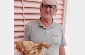 Agricultor colhe batata-doce gigante no interior de Vargem Bonita