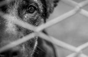 Homem que agrediu cão com chicotadas é condenado em Santa Catarina