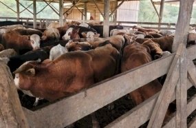 Operação recupera 23 cabeças de gado furtadas na Serra catarinense