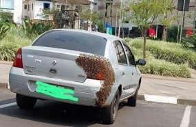 Enxame de abelhas pousa sobre carro estacionado em Lages
