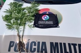 PM flagra pés de maconha sendo cultivados em via pública 