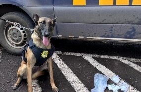 Cadela da PRF encontra cocaína escondida em porta de veículo