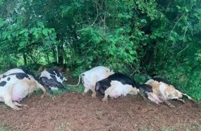 Raio mata sete vacas holandesas em propriedade rural de Santa Catarina 