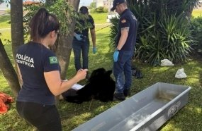 Homem é encontrado morto próximo ao trevo de Catanduvas