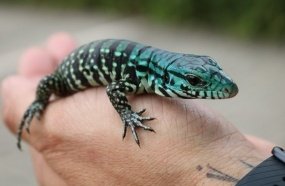 PM Ambiental devolve à natureza lagarto teiú capturado no centro de Joaçaba