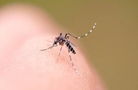 Estado segue em alerta com mais de 2 mil casos prováveis de dengue