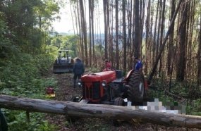 Idoso morre após ser atingido por eucalipto no interior de Ibiam 