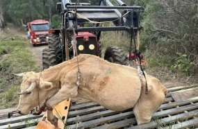 Boi é resgatado pelos bombeiros após ficar preso em mata-burro