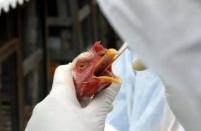 Governo confirma primeiro foco de gripe aviária em granja comercial 