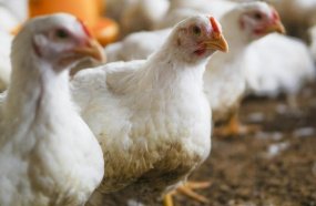 Análises descartam gripe aviária de alta patogenicidade em Santa Catarina