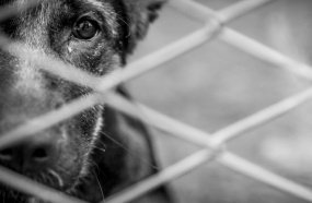 Duas pessoas são indiciadas após cão ser atropelado de propósito e filhote agredido