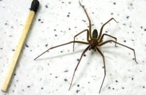 Secretaria da Saúde alerta sobre cuidados com picadas de aranha-marrom