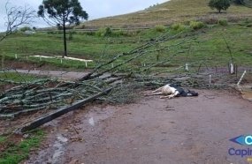 Vento forte causa morte de novilhas e destruição em propriedade rural