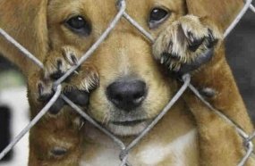 SC sanciona lei que pune maus-tratos a animais com custos e perda da posse