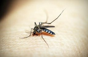 Joaçaba confirma primeiro caso de Chikungunya em 2025