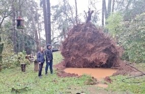 Temporal destelha casas e arranca árvores no interior de Herval d’Oeste