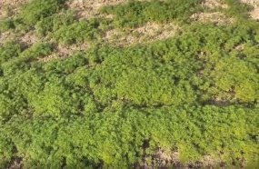 PM descobre plantação com 138 mil pés de maconha em Santa Catarina
