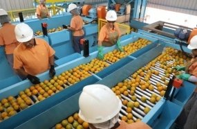 Exceções do tarifaço representam 43,4% do valor exportado aos EUA 