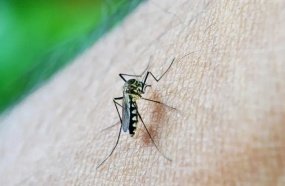 Santa Catarina confirma 16 mortes e mais de 26 mil casos prováveis de dengue