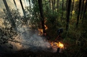 Incêndio de grandes proporções consome 12 alqueires de reflorestamento