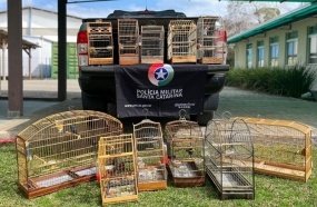 PM Ambiental resgata 11 pássaros silvestres mantidos em cativeiro 