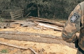 PM Ambiental flagra corte ilegal de pinheiro-brasileiro em área de preservação