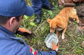 Bombeiros resgatam cãozinho que ficou preso sob pilha de telhas