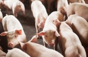Pecuária impulsiona PIB de Santa Catarina com alta em frango e suíno