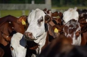Santa Catarina triplica produção de origem animal em 10 anos