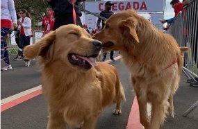 Joaçaba recebe neste domingo a 2ª CãoMinhada Miauau
