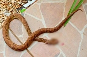 Agricultora é picada por cobra durante colheita de hortaliças