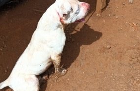Pitbull é contido pela PM após invadir residência e atacar galinhas