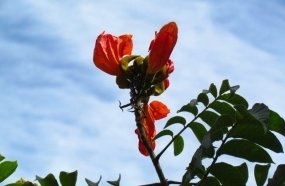 Lei estadual proíbe plantio de espatódea em todo o território catarinense