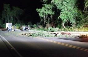 Jovem fica ferido após árvore cair sobre motocicleta na SC-150